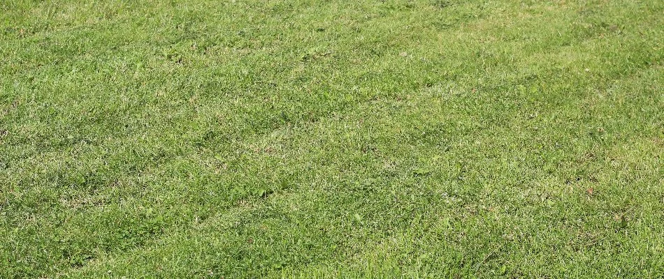 Lawn in Edwardsville, IL, with ruts.