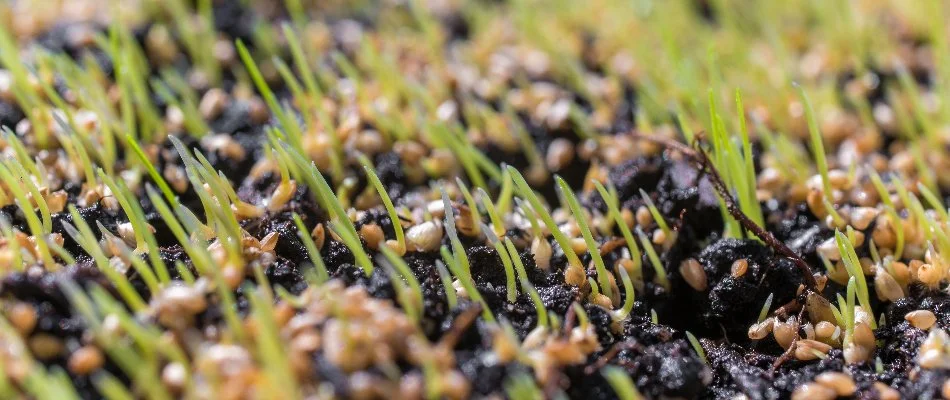 Seeds and new grass growth in soil in Edwardsville, IL.