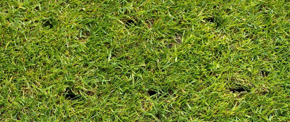 Small holes in a lawn in Edwardsville, IL, from aeration.