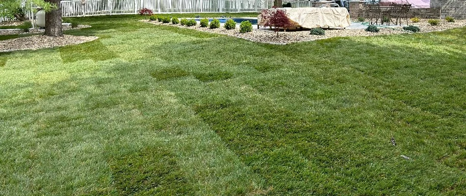 Sod installed around a pool area in Edwardsville, IL, with landscaping.