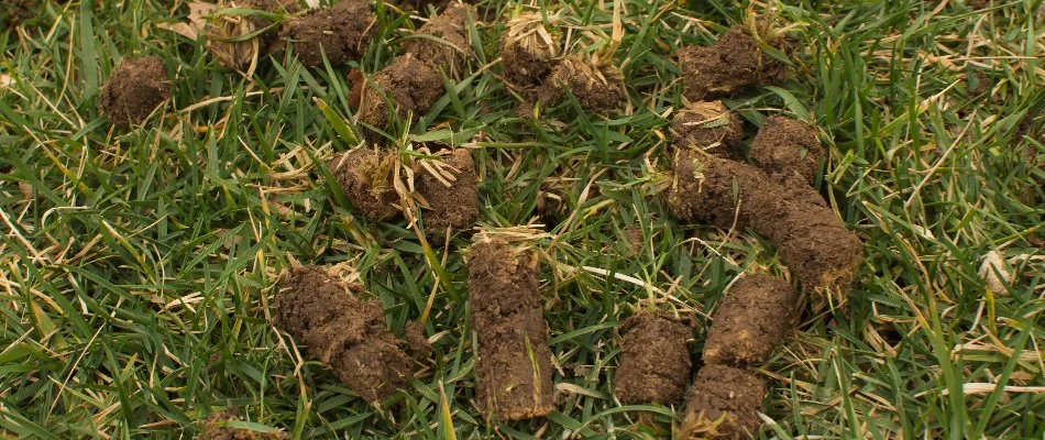 Soil cores on a lawn in Edwardsville, IL, after aeration.