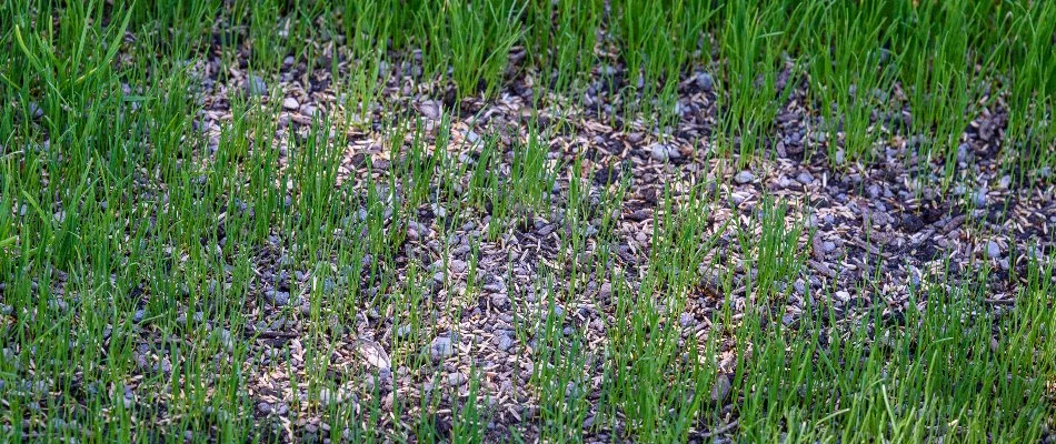 Sparse lawn in Edwardsville, IL, with grass seeds.