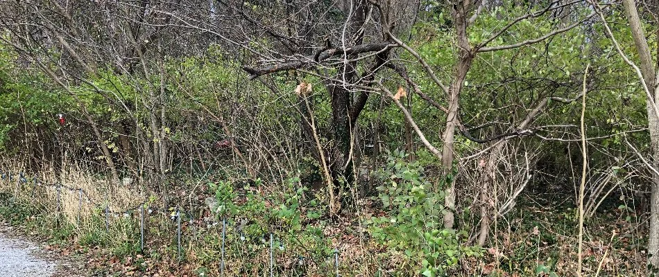 Thick vegetation and trees in Edwardsville, IL.