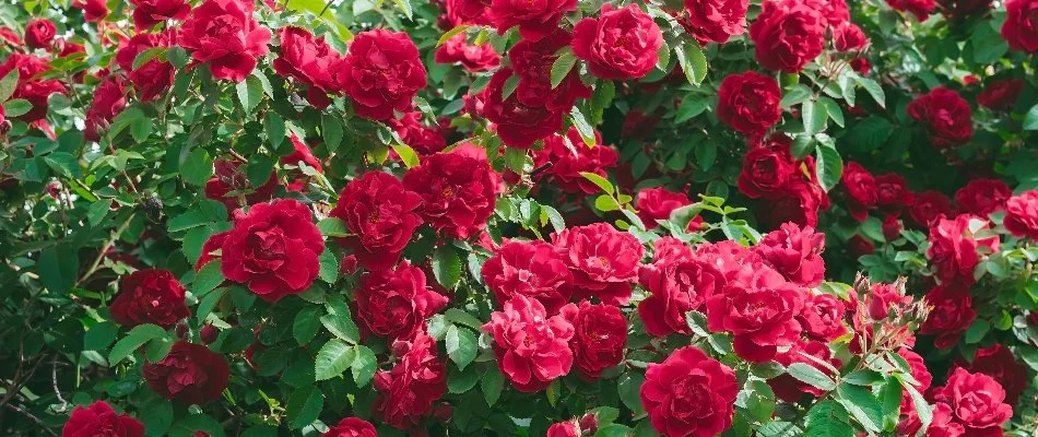 Vibrant red flowers of a rose bush in Edwardsville, IL.