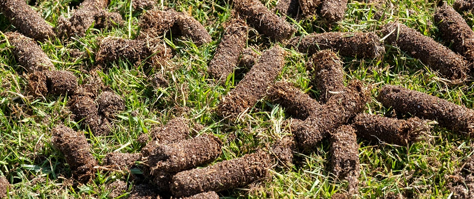 Aerated cores spread upon a lawn in Moro, IL.