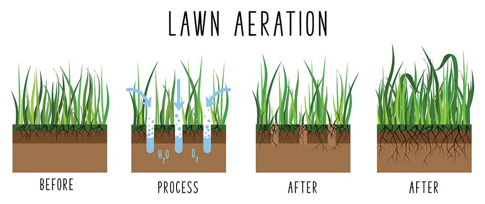 Core aeration infographic for lawns in the Edwardsville, IL area.