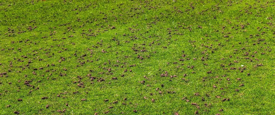 Soil cores on a lawn after aeration in Edwardsville, IL.
