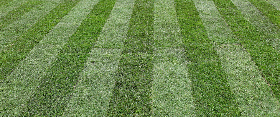 Mow lines on a freshly mowed lawn behind a home in Grafton, Il.