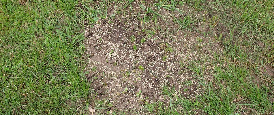 Patchy lawn grass with overseeding services near Glen Carbon, IL.