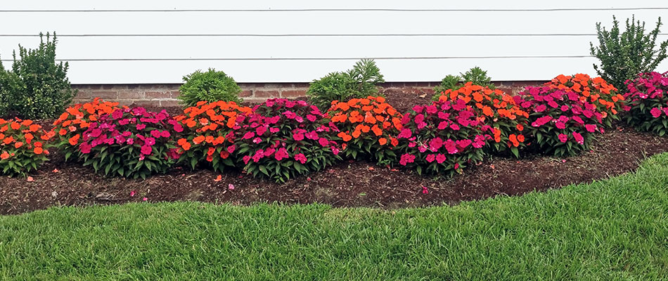Orange and pink annuals planted beside a home located in Edwardsville, IL