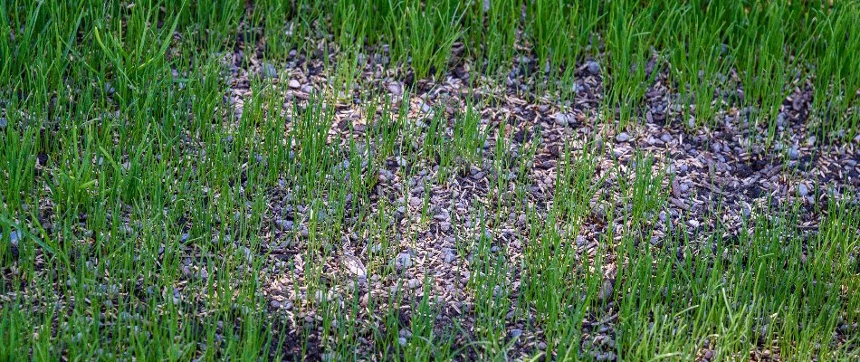 Seeds on a lawn after aeration in Edwardsville, IL.