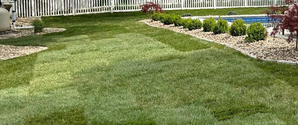 Sod and landscape in Edwardsville, IL, with small plants.