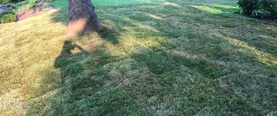 Sod installed on a property in Edwardsville, IL.