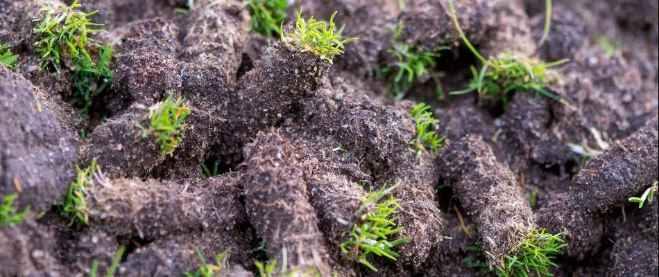 Soil plugs on a lawn on a property in Edwardsville, IL.
